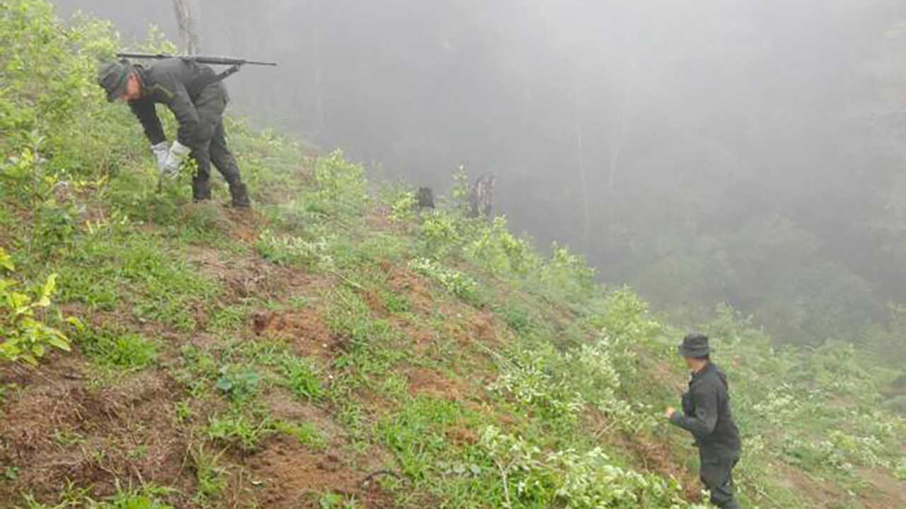 Petro anuncia reducción de 4.000 hectáreas de cultivos de coca en 2025, la primera desde 2020